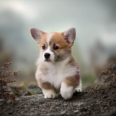 VALENTIN - Welsh Corgi Pembroke