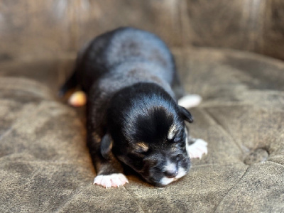 Les chiots de Welsh Corgi Pembroke