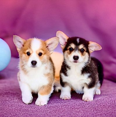 Les chiots de Welsh Corgi Pembroke