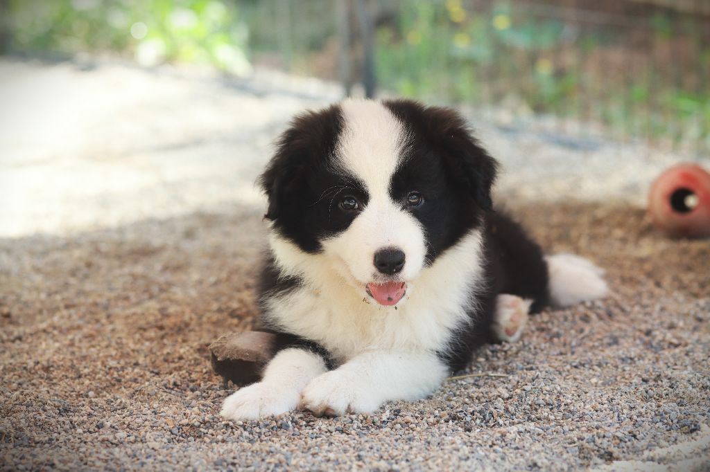 VINK - Border Collie