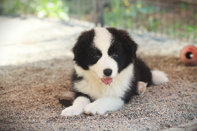 Les chiots de Border Collie