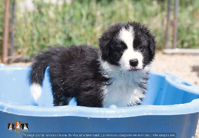 Les chiots de Border Collie