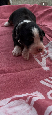 Les chiots de Bouvier Bernois