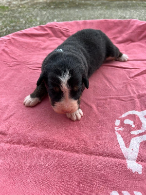 Les chiots de Bouvier Bernois