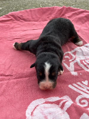 Les chiots de Bouvier Bernois