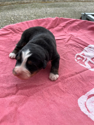 Les chiots de Bouvier Bernois