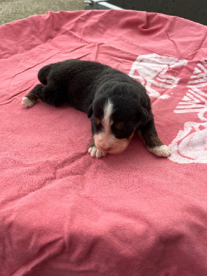 Les chiots de Bouvier Bernois