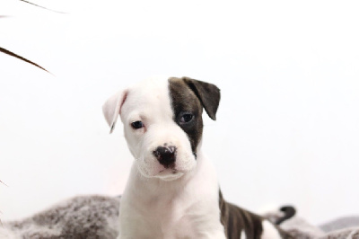 Les chiots de American Staffordshire Terrier