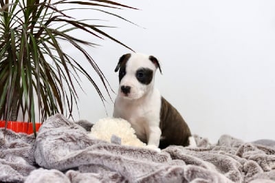 CHIOT 4 - American Staffordshire Terrier