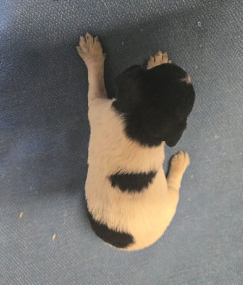 Les chiots de Epagneul Breton