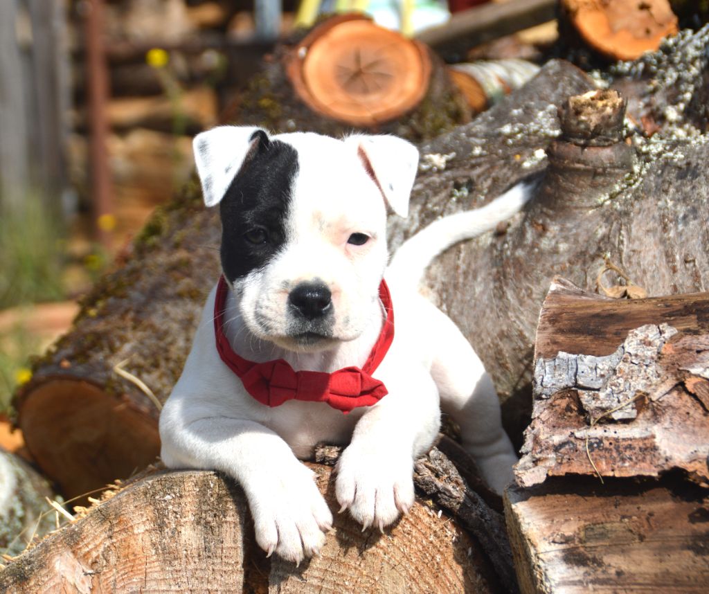 Veni - Staffordshire Bull Terrier