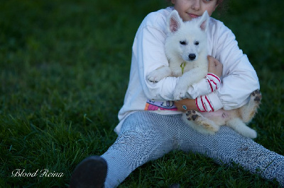 Les chiots de Berger Blanc Suisse