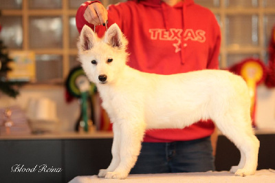 Les chiots de Berger Blanc Suisse