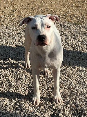 Les chiots de American Staffordshire Terrier