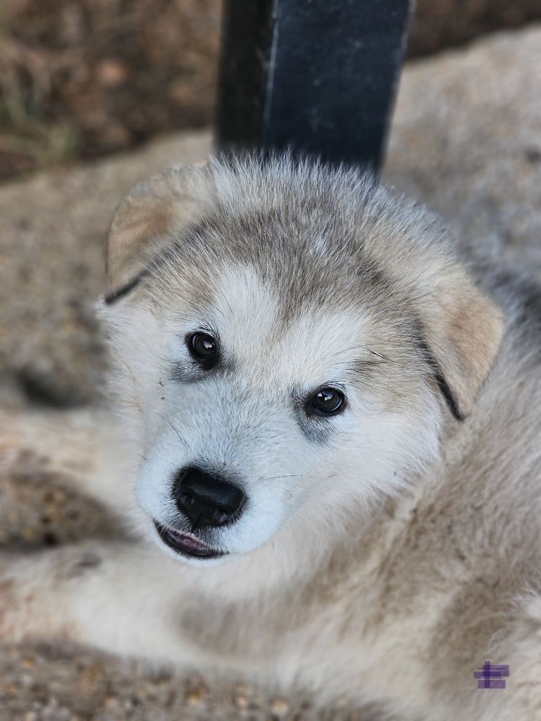 CHIOT - Alaskan Malamute