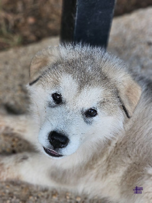 CHIOT - Alaskan Malamute