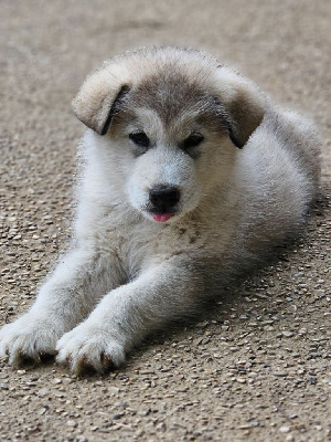 CHIOT - Alaskan Malamute