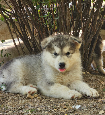 Les chiots de Alaskan Malamute