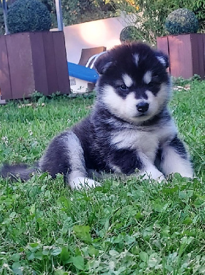 Les chiots de Alaskan Malamute