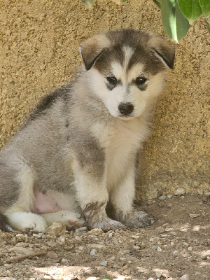 Les chiots de Alaskan Malamute