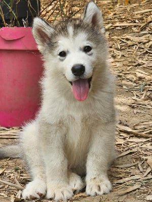 CHIOT - Alaskan Malamute