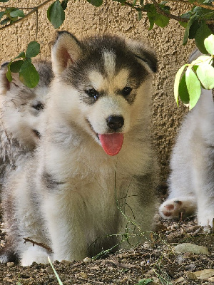 Les chiots de Alaskan Malamute