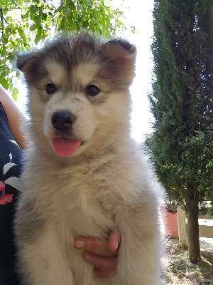 Les chiots de Alaskan Malamute