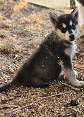 Les chiots de Alaskan Malamute