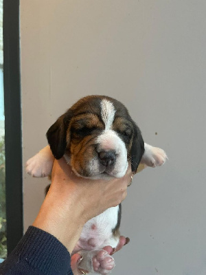 Les chiots de Beagle