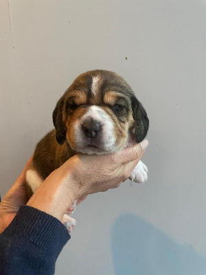 Les chiots de Beagle