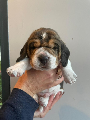 Les chiots de Beagle