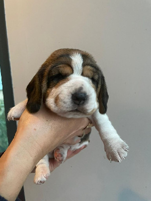 Les chiots de Beagle