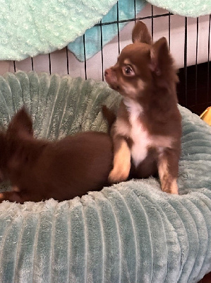 Les chiots de Chihuahua