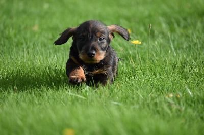 Les chiots de Teckel poil dur