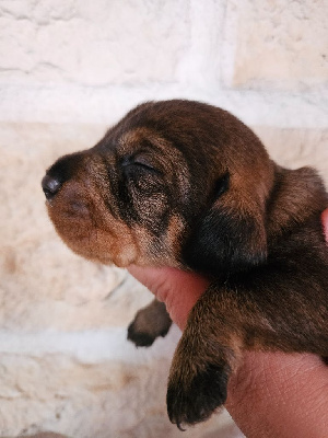 Les chiots de Teckel poil dur