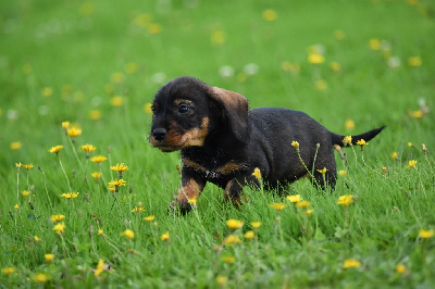 Les chiots de Teckel poil dur