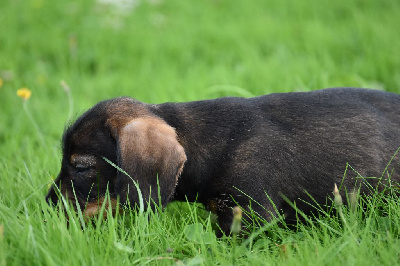 Les chiots de Teckel poil dur