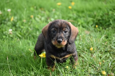 Les chiots de Teckel poil dur