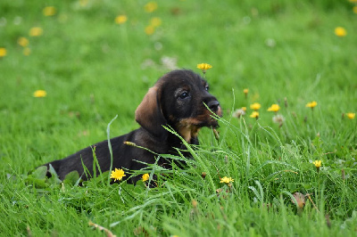 Les chiots de Teckel poil dur