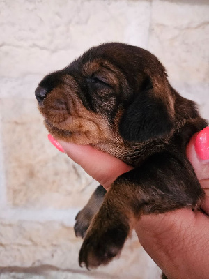 Les chiots de Teckel poil dur