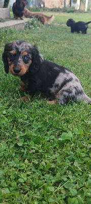 Les chiots de Teckel poil long