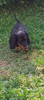 Les chiots de Teckel poil long