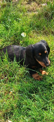 Les chiots de Teckel poil long