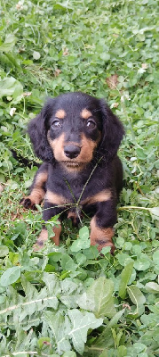 Les chiots de Teckel poil long