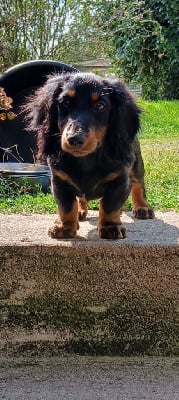 Les chiots de Teckel poil long