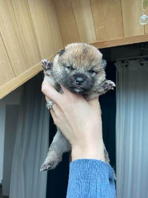 Les chiots de Shiba