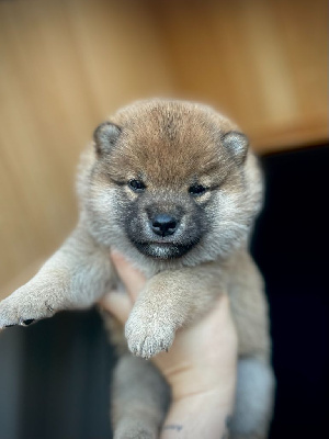 Les chiots de Shiba