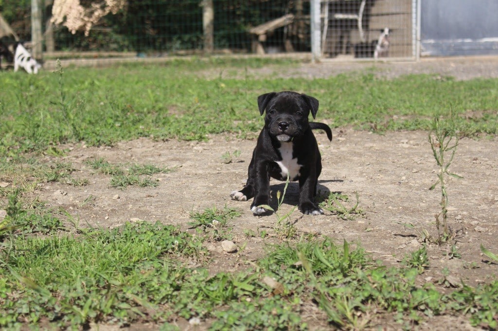 Guerrier 1 - Staffordshire Bull Terrier