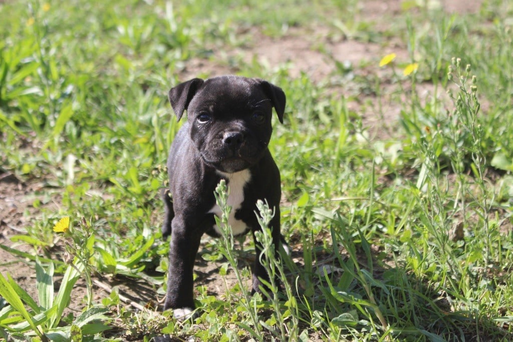 Guerrier 4 - Staffordshire Bull Terrier