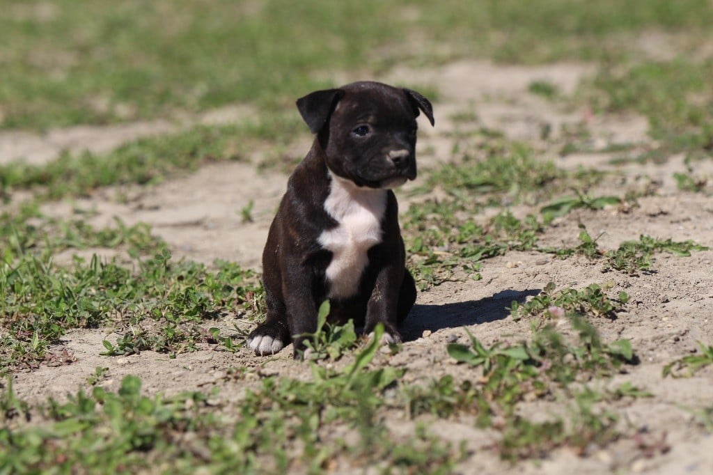 Baby 3 - Staffordshire Bull Terrier